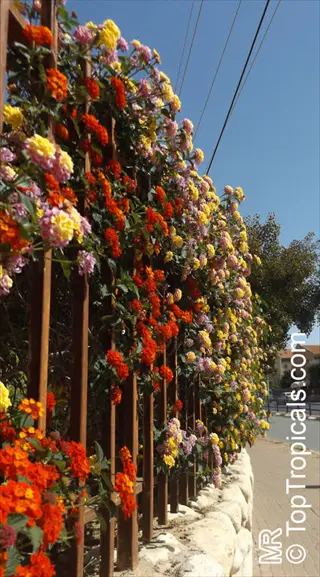 vibrant multicolor lantana shrub garden blooming along a metal fence under clear blue sky with power lines