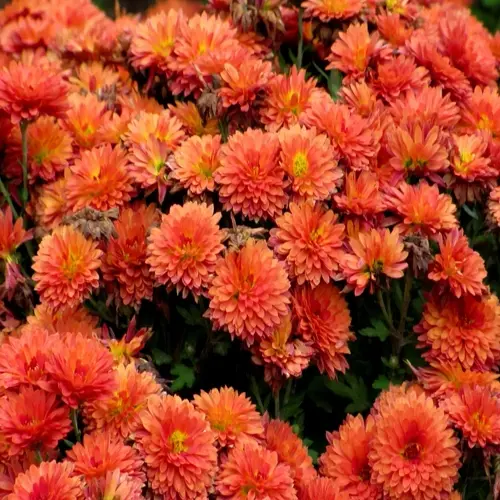 vibrant orange chrysanthemum garden blooming in full splendor