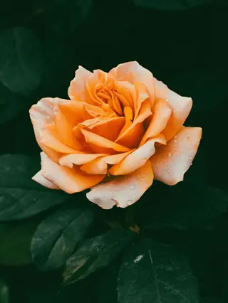 vibrant orange hybrid tea rose bloom with dewdrops against dark green foliage