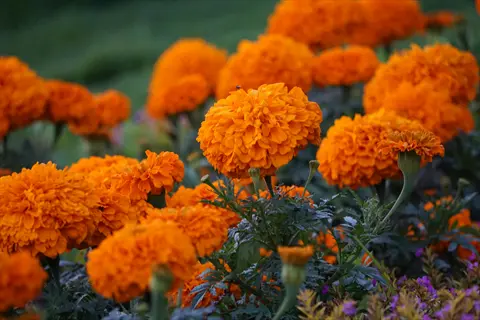 vibrant orange marigolds garden bed with lush greenery