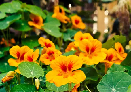 vibrant orange nasturtiums with red markings in an edible garden, showcasing rounded green leaves and multiple blooms