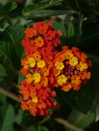 vibrant orange red lantana blooming cluster with green foliage