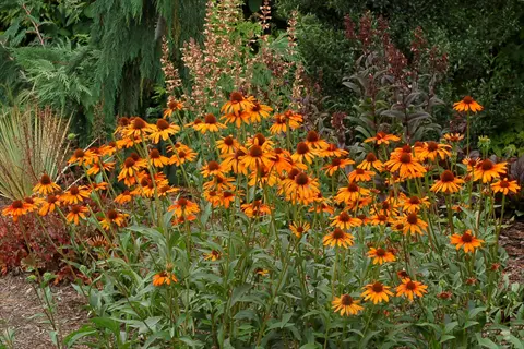 vibrant orange tiki torch echinacea flowers blooming in a lush garden