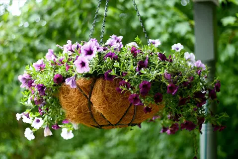 vibrant petunias hanging basket featuring purple, white, and pink blooms cascading from a coco-lined basket suspended by chains in a lush green garden setting