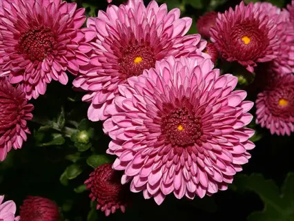 vibrant pink anemone chrysanthemum flowers with dark centers and green foliage