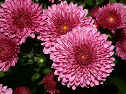 vibrant pink decorative chrysanthemum flowers with layered petals