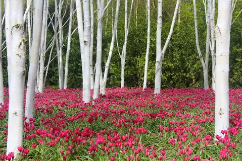vibrant pink flower garden beneath tall silver birch tree trunks in a sunlit woodland setting