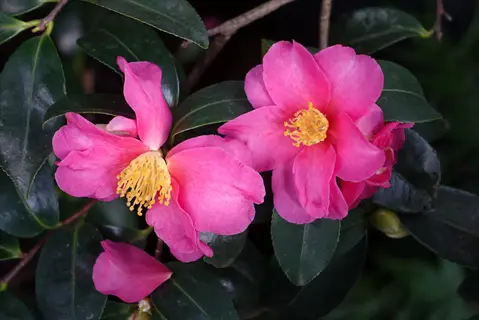 vibrant pink kanjiro camellia blooms with yellow centers amid glossy green foliage