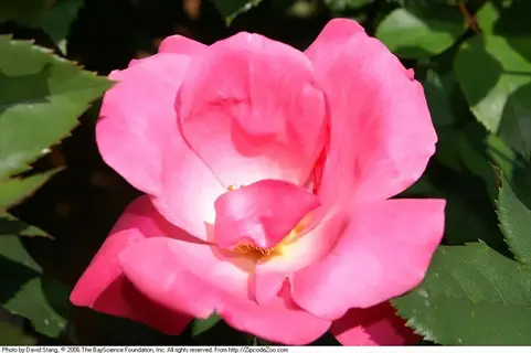 vibrant pink knock out rose in full bloom with layered pink petals and green foliage background