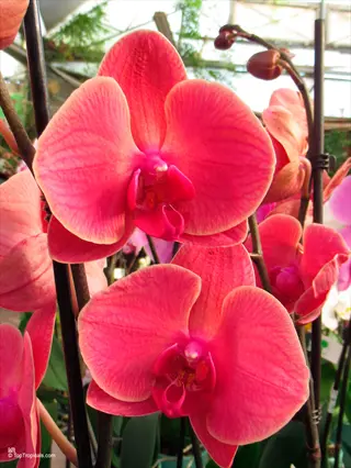 vibrant pink phalaenopsis orchid blooms with textured petals in a greenhouse setting