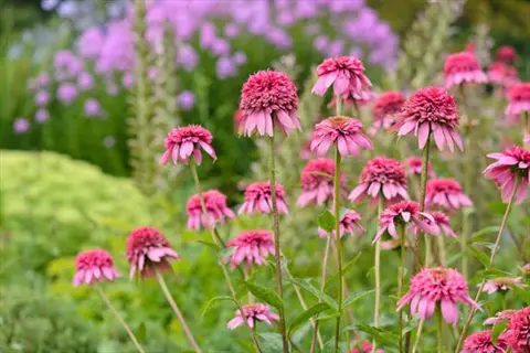 vibrant pink ronnatazz double coneflower blooms in a lush garden