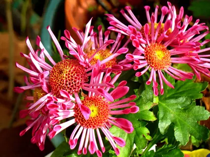vibrant pink spoon chrysanthemum petals with sunny yellow centers among lush green foliage