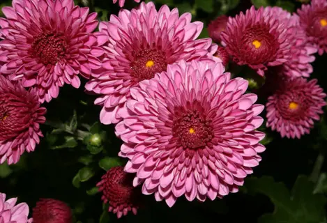 vibrant pink unusual chrysanthemum variety flowers with layered petals