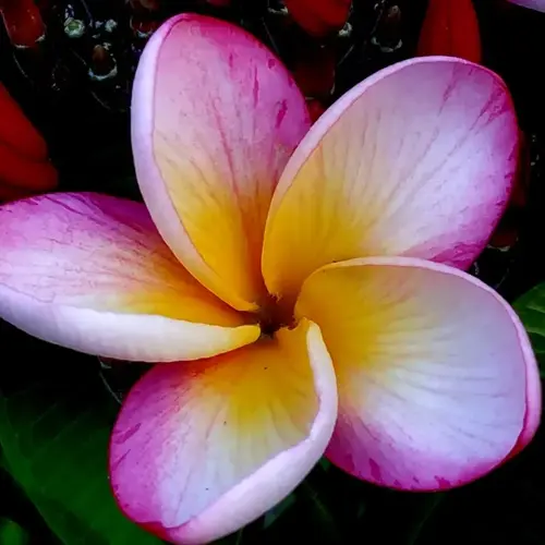 vibrant plumeria flower closeup showcasing pink-tipped white petals with yellow center against dark foliage