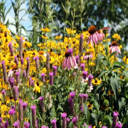 vibrant pollinator garden flowers featuring yellow coneflowers, purple spires, and pink blooms under sunny skies