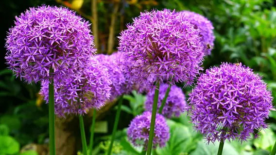 vibrant purple allium flowers with spherical blooms in a lush garden - allium flowers purple for ornamental landscaping