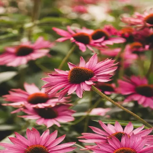vibrant purple echinacea flower garden with detailed petals and central cones, surrounded by lush green foliage