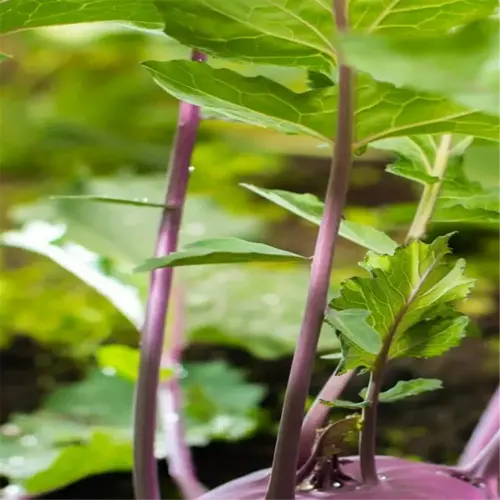 vibrant purple kohlrabi in a lush vegetable garden