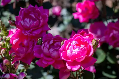vibrant rainbow knock out rose blooms with pink petals and green foliage under sunlight