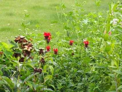 vibrant raspberry wine monarda blooms amid lush green garden foliage