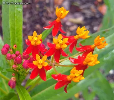 vibrant red and yellow butterfly weed desert garden flowers with green foliage and watermark