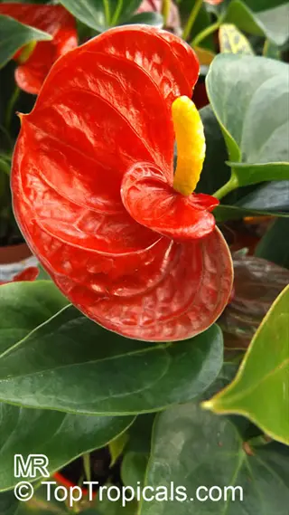 vibrant red anthurium andraeanum flower with yellow spadix and green leaves