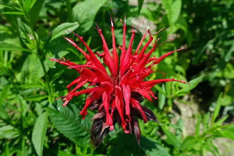 vibrant red bee balm blooms with distinctive tubular petals emerging from dark green foliage