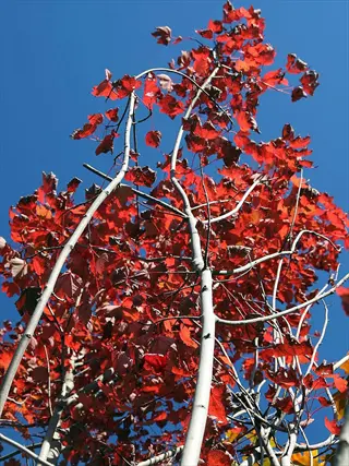 vibrant red brandywine maple tree leaves against a clear blue sky