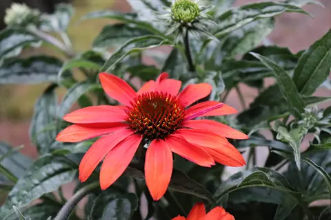 vibrant red cheyenne spirit echinacea flower with distinctive cone center and green foliage background