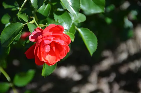 vibrant red groundcover rose in full bloom with lush green leaves