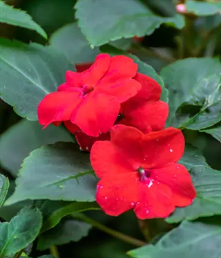 vibrant red imara impatiens flowers with dewy green leaves