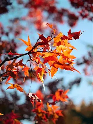 vibrant red maple fall leaves on a branch against a clear blue sky