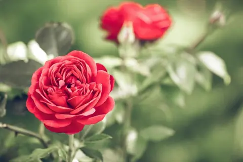 vibrant red old garden rose blooms with dewdrops in a lush green garden setting