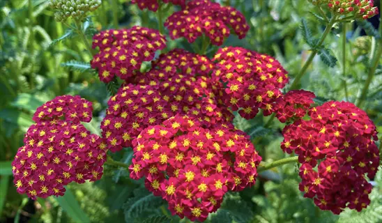 vibrant red 'strawberry seduction' yarrow flowers with yellow centers blooming among green foliage