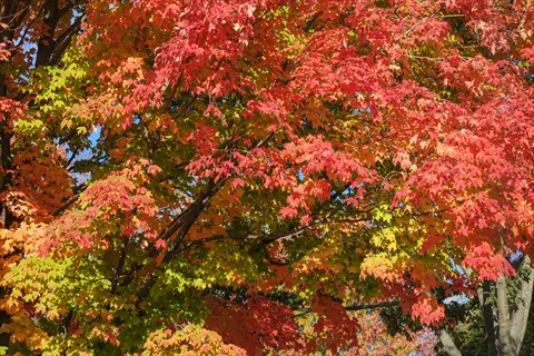 vibrant red sunset maple tree showcasing fiery autumn foliage in red, orange, and green hues