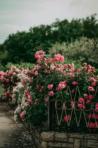 vibrant rose bush garden featuring pink blooms climbing over a decorative metal fence with stone base amidst lush greenery