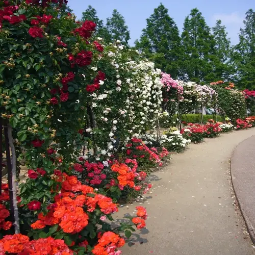 vibrant rose flower garden pathway with red, white, and orange blooms under blue sky