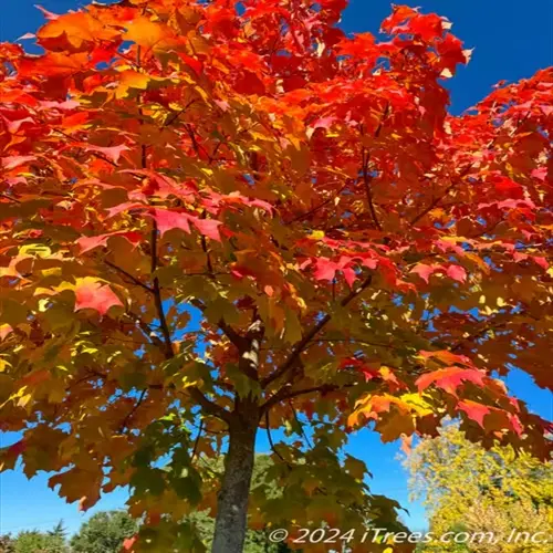 vibrant sugar maple autumn foliage showcasing red, orange, and yellow leaves against a clear blue sky