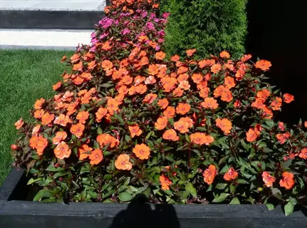 vibrant sunpatiens flowers garden featuring orange and pink blooms in a raised planter bed