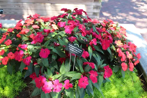 vibrant sunstanding impatiens plant showcasing clusters of bright red and orange flowers with a visible plant label