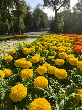 vibrant yellow marigold flowers in full bloom across a sunlit garden landscape - colorful marigold flowers garden with orange and white blooms in background