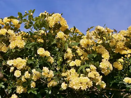 vibrant yellow miniature rose bush in full bloom under clear blue sky