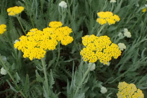 vibrant yellow moonshine yarrow flowers with feathery green foliage