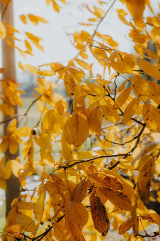 vibrant yellow plant leaves on tree branches during autumn, illuminated by sunlight with soft-focus natural background