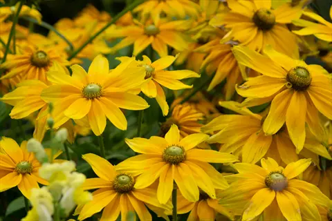 vibrant yellow prairie sun rudbeckia blooms with green centers in a garden