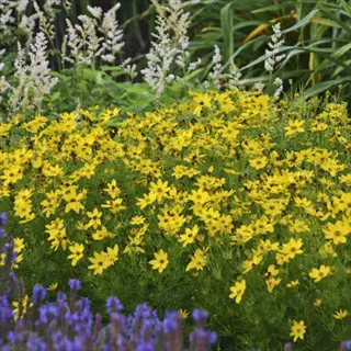 vibrant yellow threadleaf coreopsis zagreb flowers blooming amid purple and white garden plants