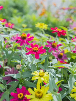 vibrant zinnia flower garden showcasing colorful red, pink, and yellow blooms among lush green foliage