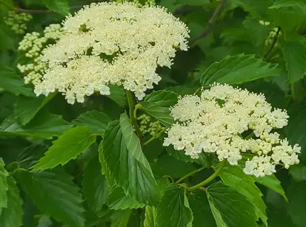 viburnum clusters with white blooms and glossy green foliage