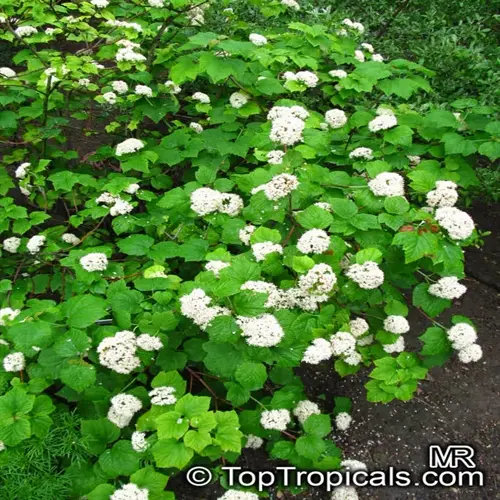 viburnum shrub in full bloom with white flower clusters in a garden