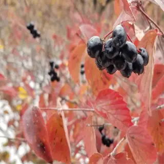 viburnum shrub with dark berries and red autumn leaves